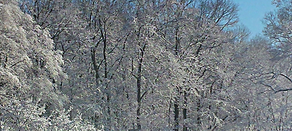 Winter: A Sonnet for your Saturday