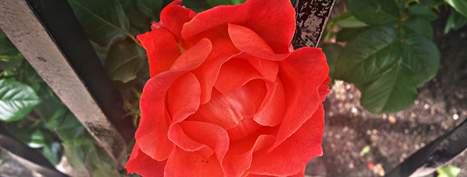 20150604_130151rose
