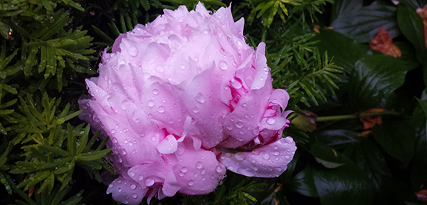 One More Time – A Daily Post Sonnet