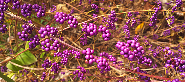 berry20151107_104535