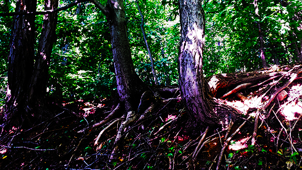 Working Thanksgiving in