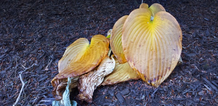 Plant (c) in medias res by Melinda Kucsera