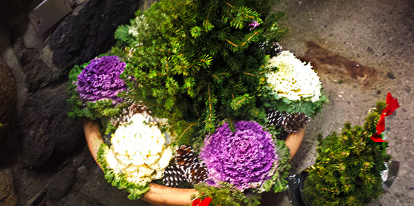 December’s Rise December’s Rise